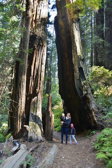Prairie Creek Redwoods State Park den Abstecher auf den Newton B. Drury Parkway