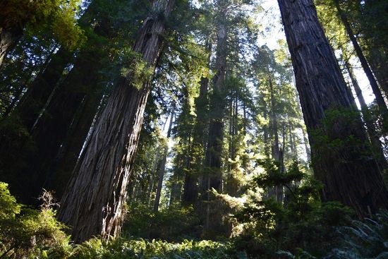 Prairie Creek Redwoods State Park den Abstecher auf den Newton B. Drury Parkway
