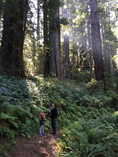 Prairie Creek Redwoods State Park den Abstecher auf den Newton B. Drury Parkway