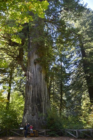Prairie Creek Redwoods State Park den Abstecher auf den Newton B. Drury Parkway