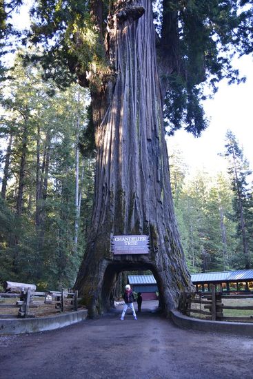 Chandelier Tree, Legget