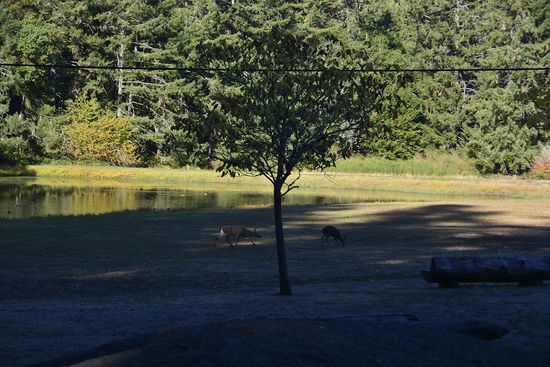 Chandelier Tree, Legget
