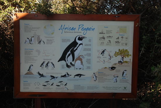 Simons Town - Pinguin Viewing