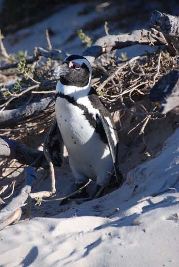 Simons Town - Pinguin Viewing