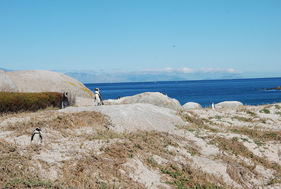 Simons Town - Pinguin Viewing