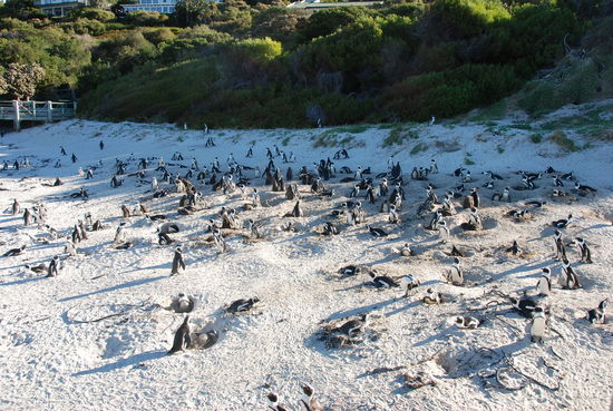 Simons Town - Pinguin Viewing