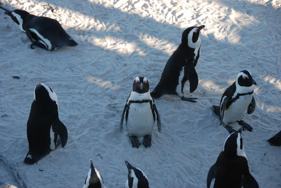 Simons Town - Pinguin Viewing