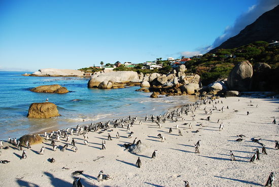 Simons Town - Pinguin Viewing