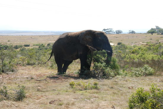 In Albertinia, Safari gebucht in der Garden Route Game.