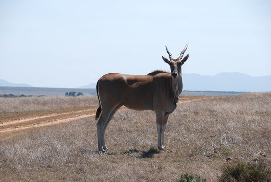 In Albertinia, Safari gebucht in der Garden Route Game.