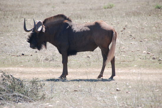In Albertinia, Safari gebucht in der Garden Route Game.