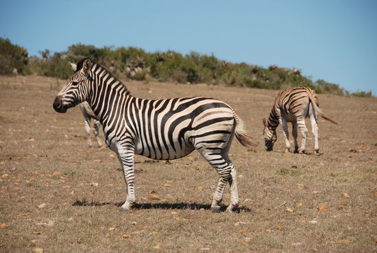 In Albertinia, Safari gebucht in der Garden Route Game.