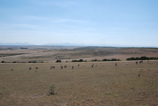 In Albertinia, Safari gebucht in der Garden Route Game.