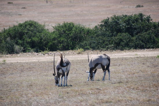 In Albertinia, Safari gebucht in der Garden Route Game.