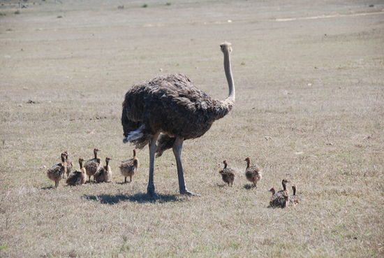 In Albertinia, Safari gebucht in der Garden Route Game.