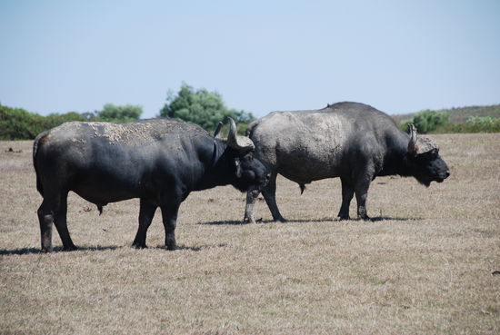 In Albertinia, Safari gebucht in der Garden Route Game.