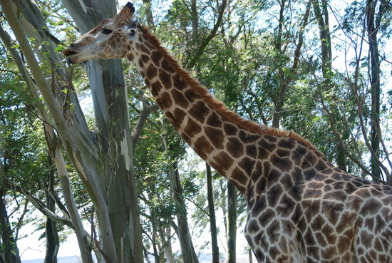 In Albertinia, Safari gebucht in der Garden Route Game.