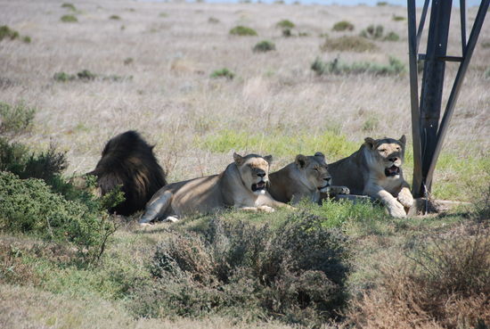 In Albertinia, Safari gebucht in der Garden Route Game.