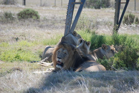 In Albertinia, Safari gebucht in der Garden Route Game.