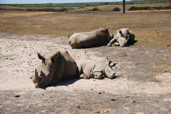 In Albertinia, Safari gebucht in der Garden Route Game.