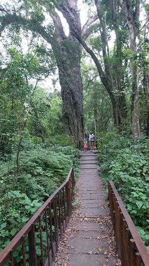 Wilderness, Marsch zu einem Big Tree durch den Urwald