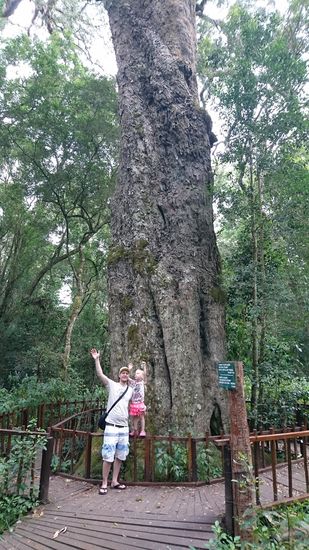 Wilderness, Marsch zu einem Big Tree durch den Urwald