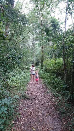 Wilderness, Marsch zu einem Big Tree durch den Urwald