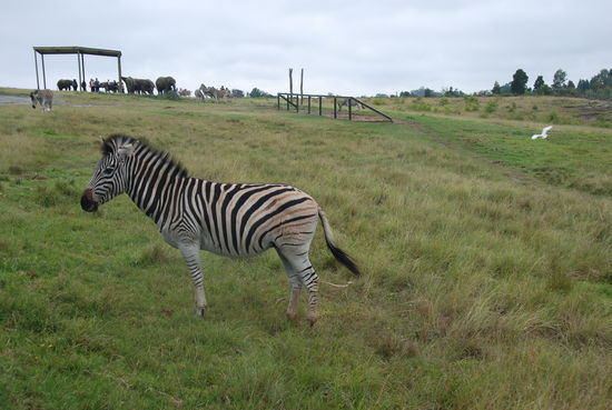 Knysna Elephant Park