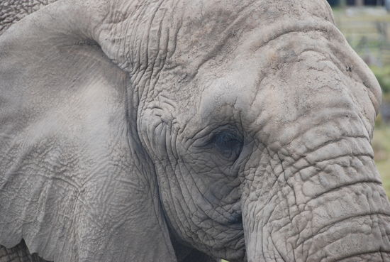 Knysna Elephant Park