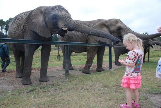 Knysna Elephant Park