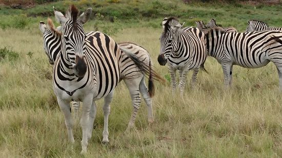 Knysna Elephant Park