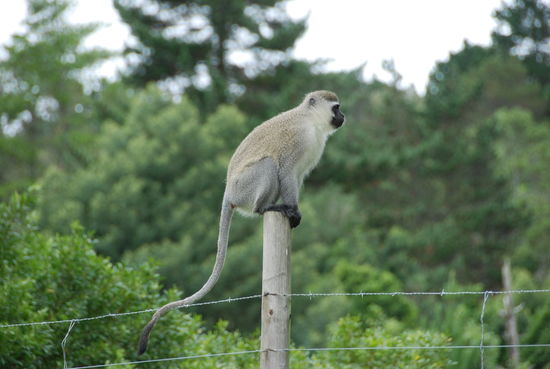 Fahrt nach Port Elizabeth
