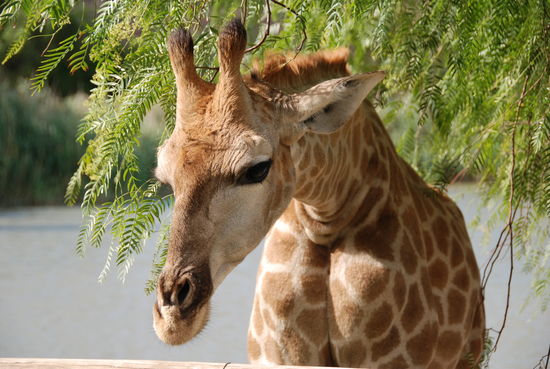 Oudtshoorn auf eine Straussenfarm