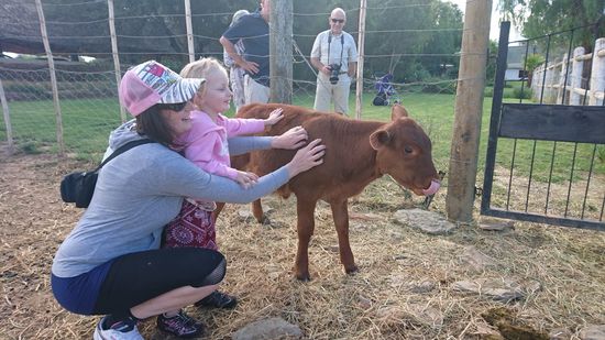 Oudtshoorn auf eine Straussenfarm