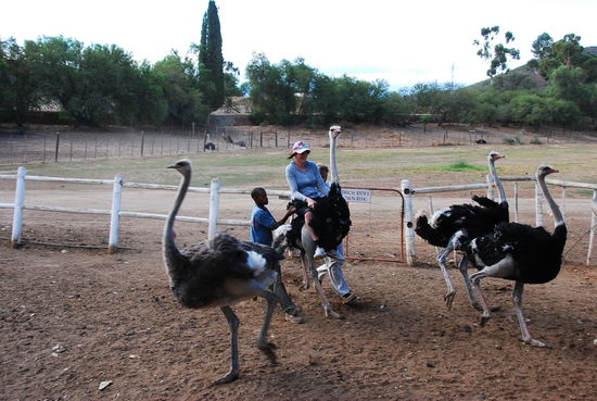 Oudtshoorn auf eine Straussenfarm