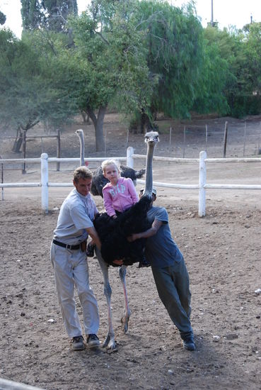 Oudtshoorn auf eine Straussenfarm