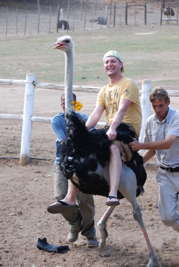 Oudtshoorn Straussenfarm