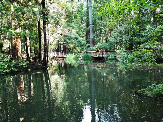 Vancouver – Capilano Suspension Bridge Park.