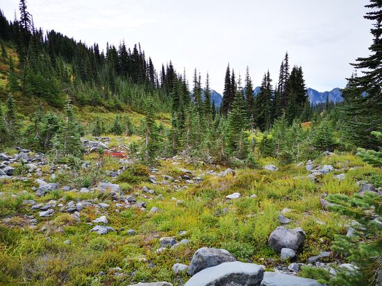 Mt. Rainier, 4th Crossing Trail