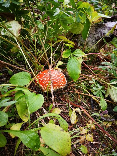 Mt. Rainier, 4th Crossing Trail
