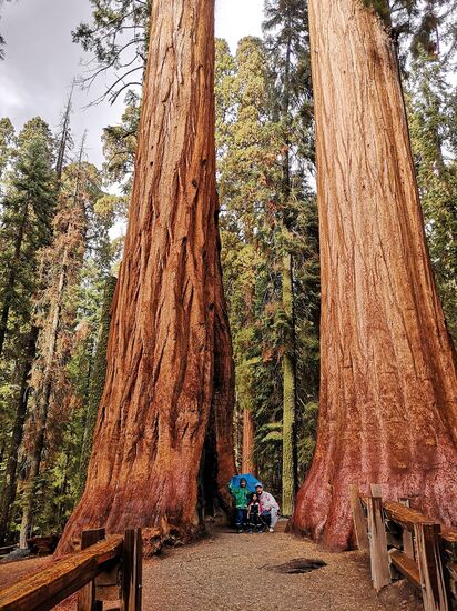 Sequoia Nationalpark