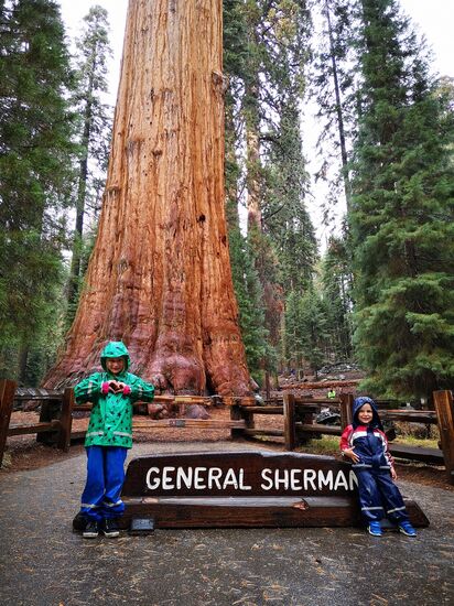 Sequoia Nationalpark, General Sherman
