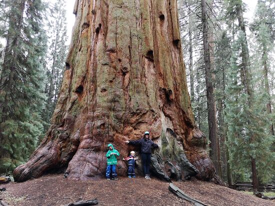 Sequoia Nationalpark, General Sherman