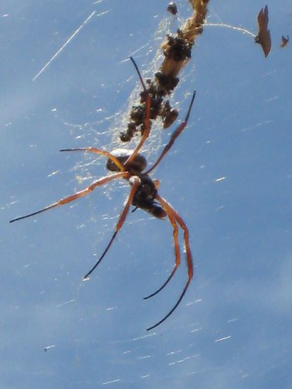 Diese Spinne war lange Zeit unser Nachbar und hing ueber der Tuer. Man konnte wunderbar beobachten, wie sie ihre Beute einwickelte und lagerte (siehe Hintergrund).