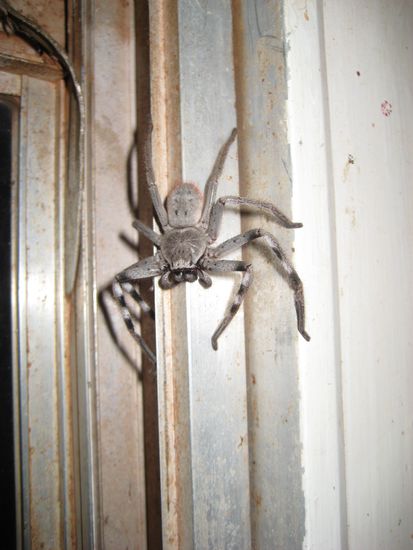 Dieses Monster hing in UNSEREM Aufenthaltsraum mit uns ab. Und dann war sie ploetzlich weg, was uns keineswegs beruhigte.