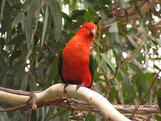 Handzahme Papageien!