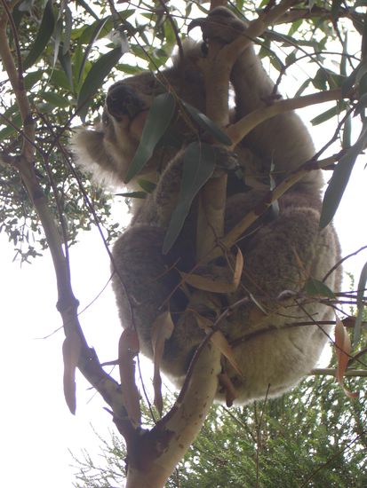 Diese sind dummerweise stur auf ihren Eukalyptusbaeumen hocken geblieben - gaaaanz weit oben!!!
Tja, was macht man denn da????