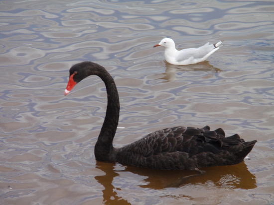 Schwarze Schwaene in Lakes Entrance.