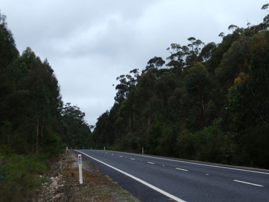 Unsere Route fuehrte durch Regenwaelder.