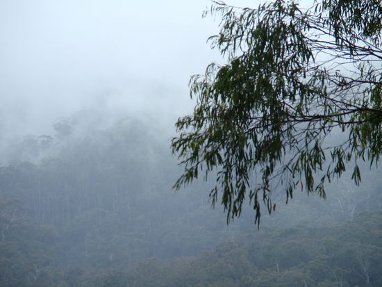 Noch mehr Regenwald, kombiniert mit Nebelschwaden.